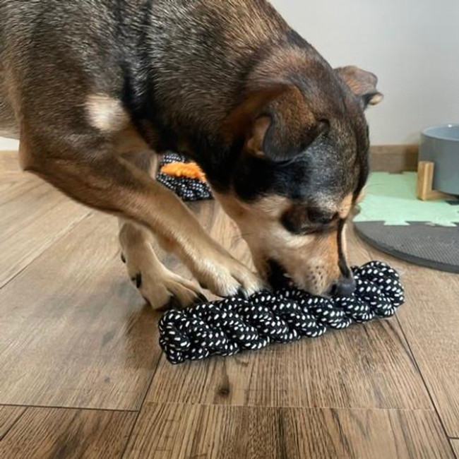 Набір іграшок для собаки - 10 шт. Purlov 24388/n