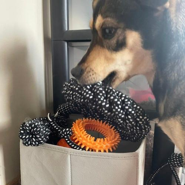 Набір іграшок для собаки - 10 шт. Purlov 24388/n