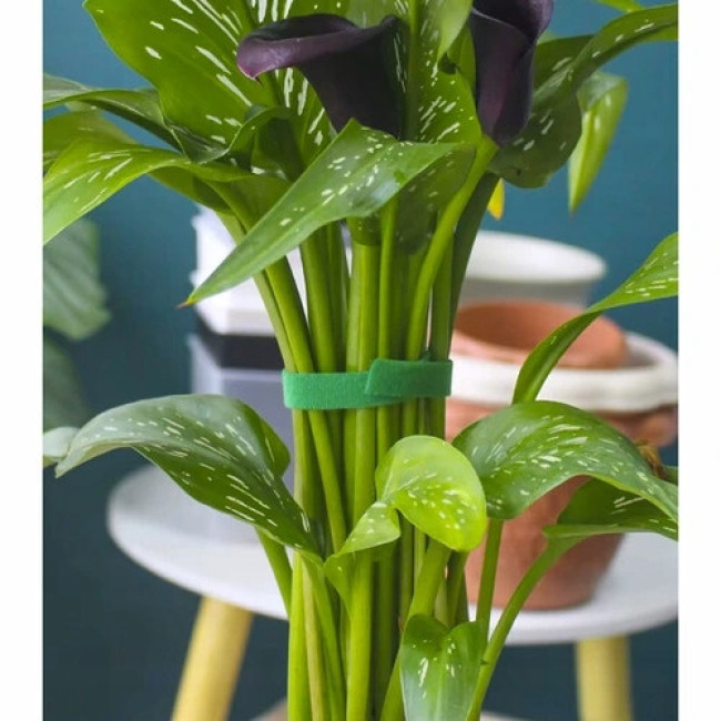 Лента на липучке для крепления разных растений 500 см Gardlov (25362)